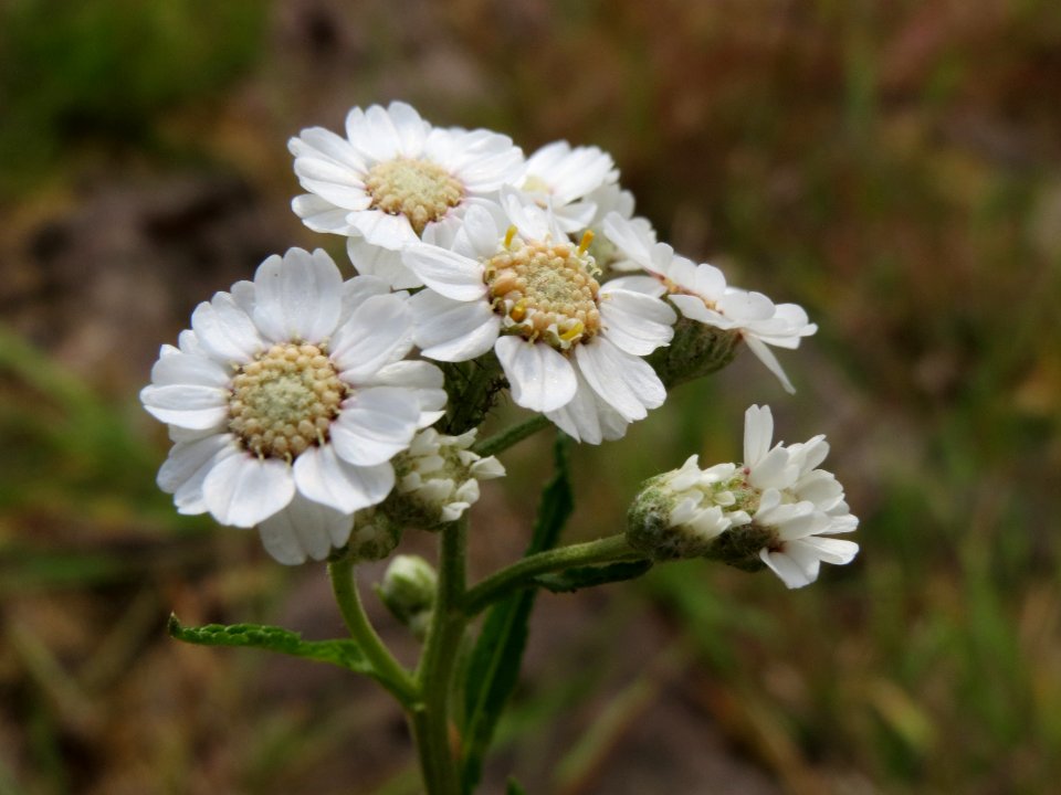 20140630Achillea_ptarmica2