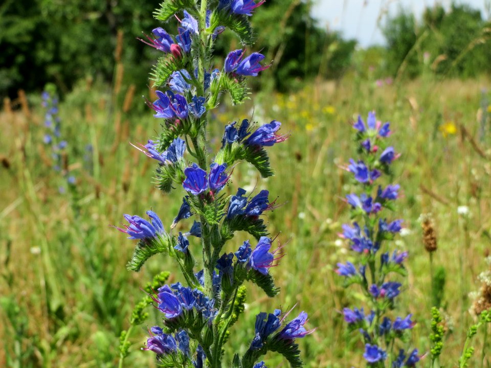 20140613Echium_vulgare