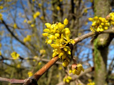 20140216Cornus_mas_Reilingen4