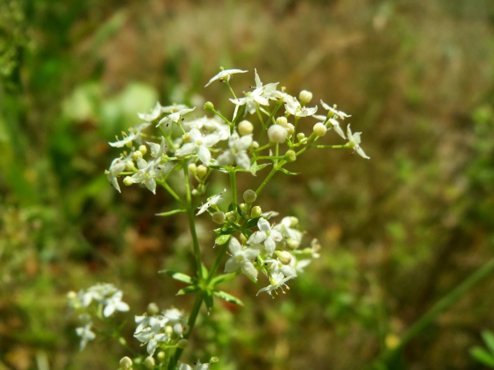 20140613Galium_mollugo