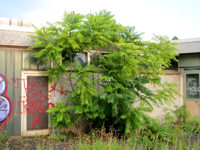 20140723Bahnhof_Waghaeusel2