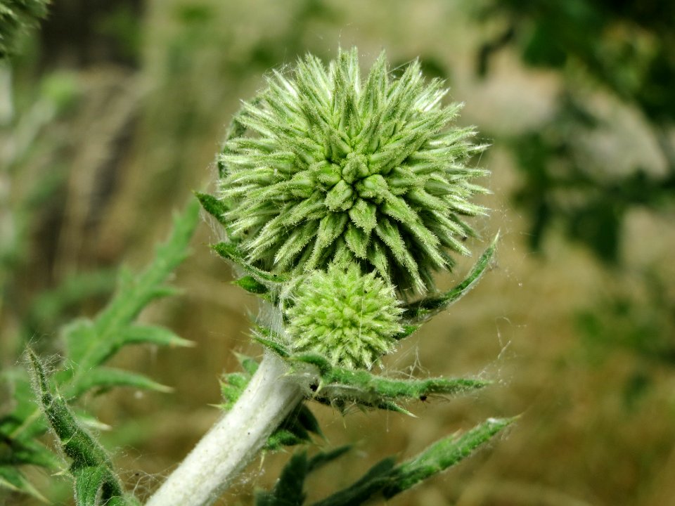 20140613Echinops_sphaerocephalus2