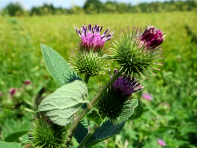 20140723Arctium_lappa1