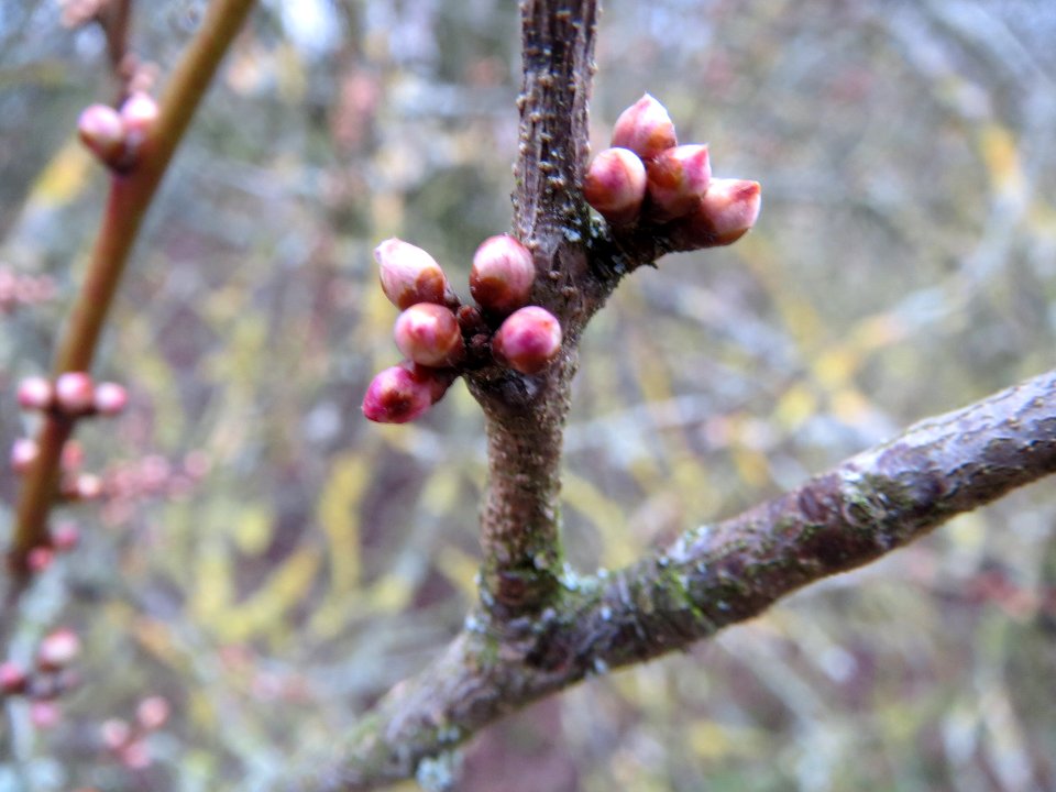 20140201Prunus_cerasifera3