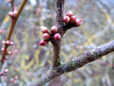 20140201Prunus_cerasifera3