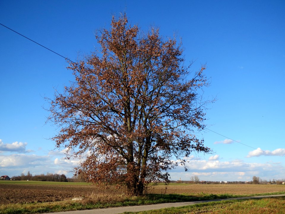 20140217Eiche_Reilingen1