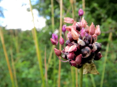 20140630Allium_scorodoprasum2