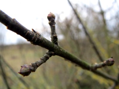 20140201Pfaffenhuetchen3