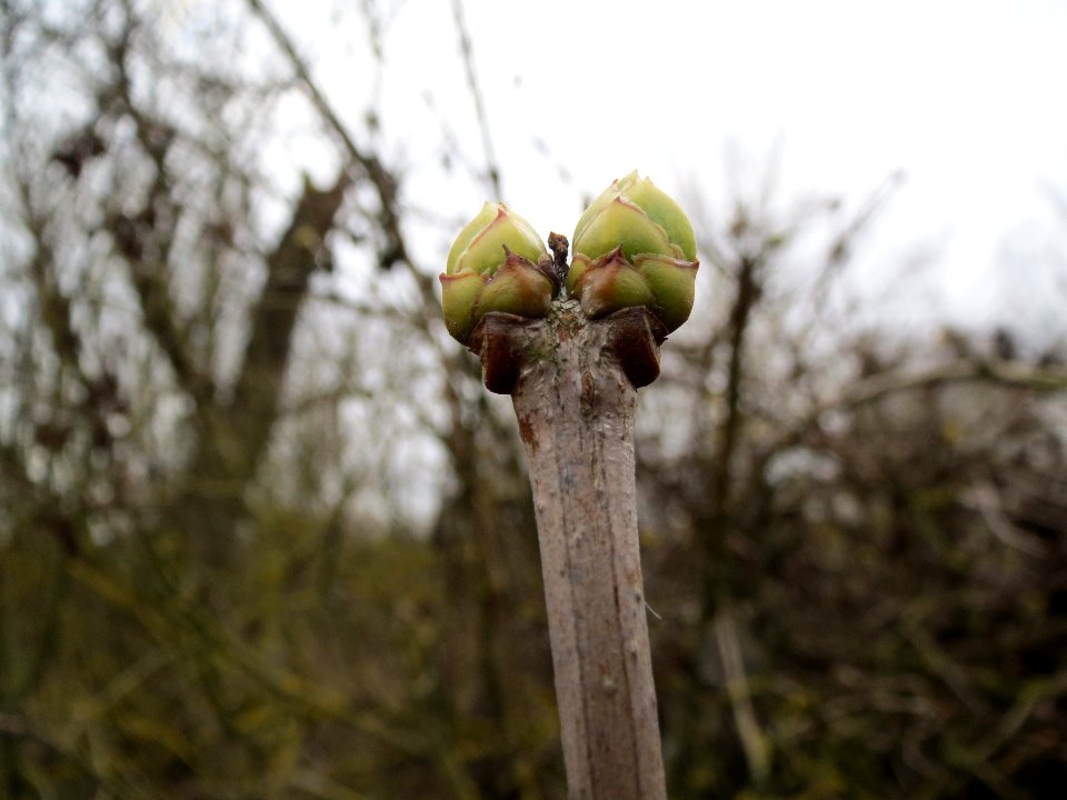 20140201Gemeiner_Flieder6