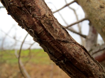 20140214Ulmus_minor8