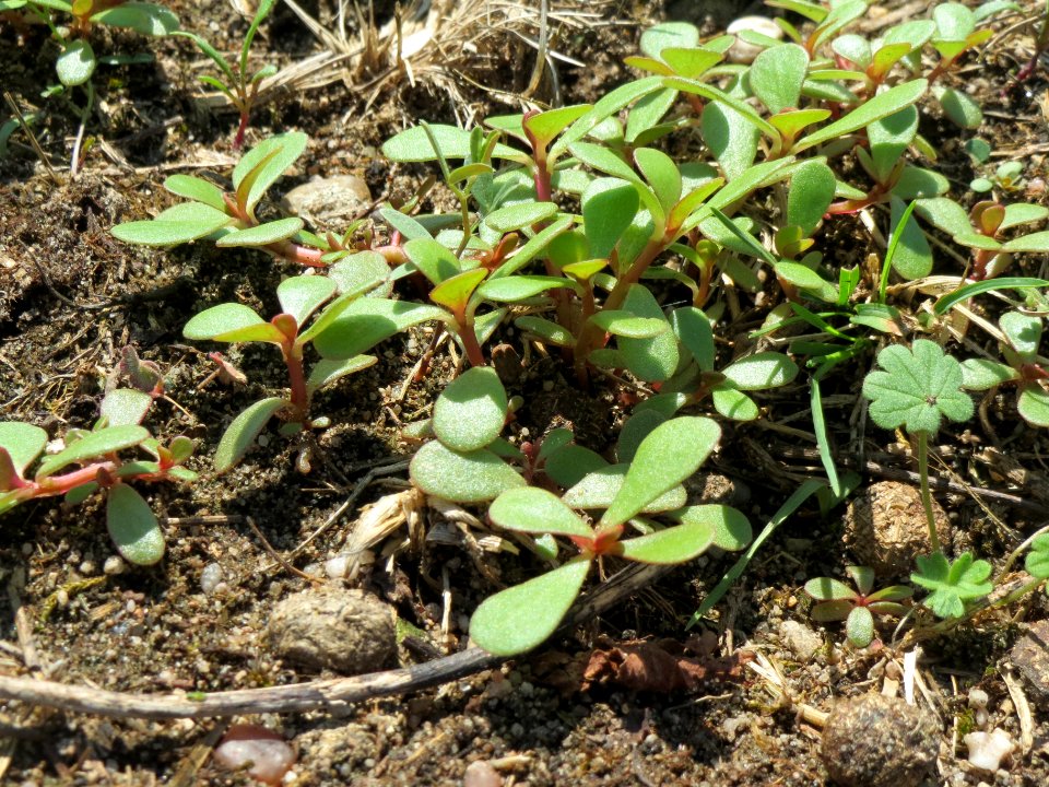 20140723Portulaca_oleracea1