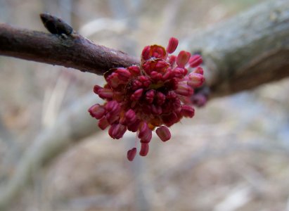 20140214Ulmus_minor5
