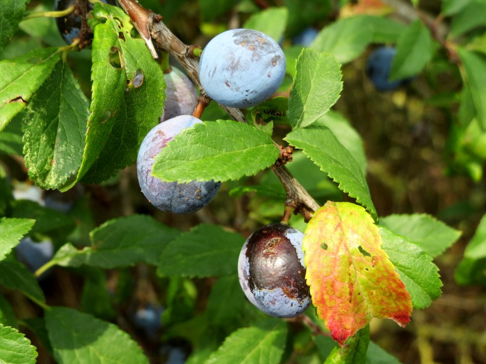 20140722Prunus_spinosa2