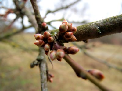 20140201Prunus_cerasifera1