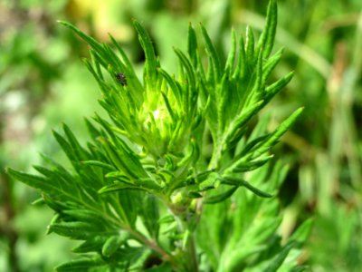 20140613Artemisia_vulgaris1