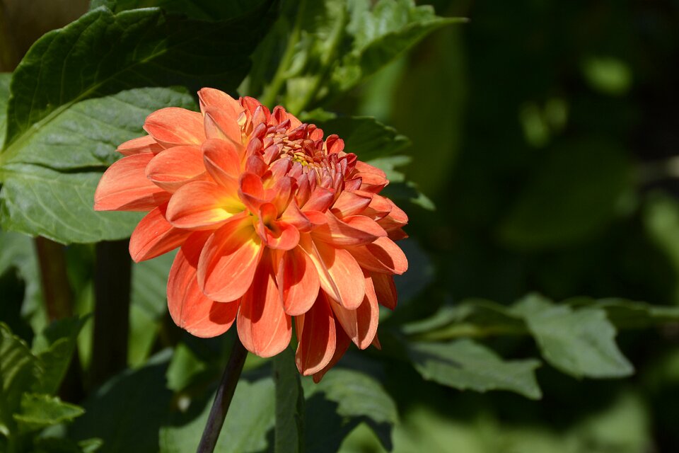 Bloom dahlia garden late summer photo