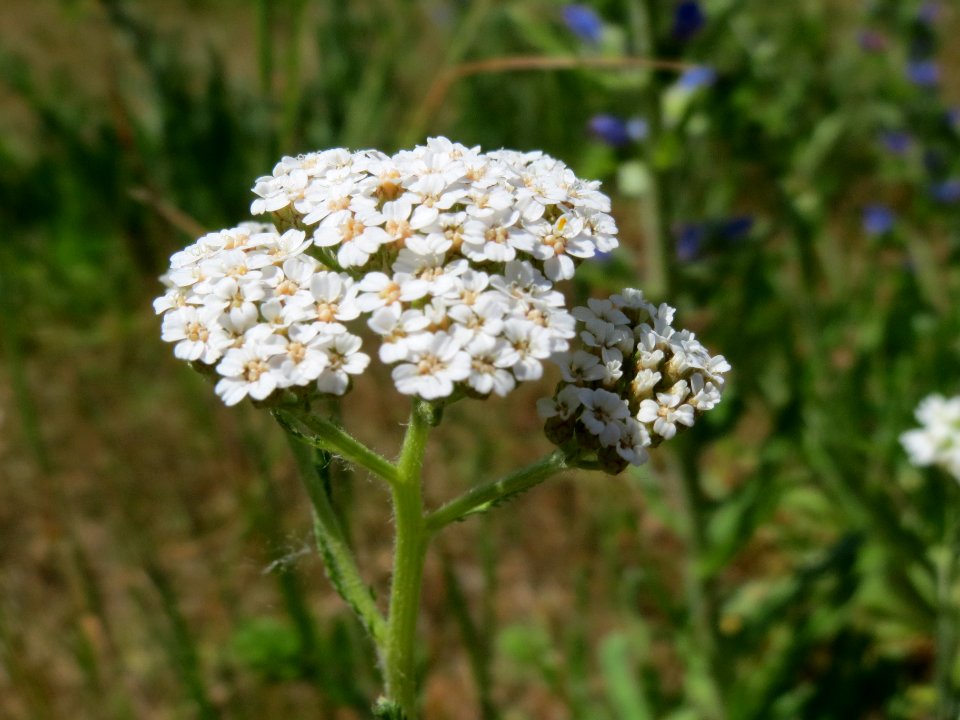 20140613Achillea_millefolium