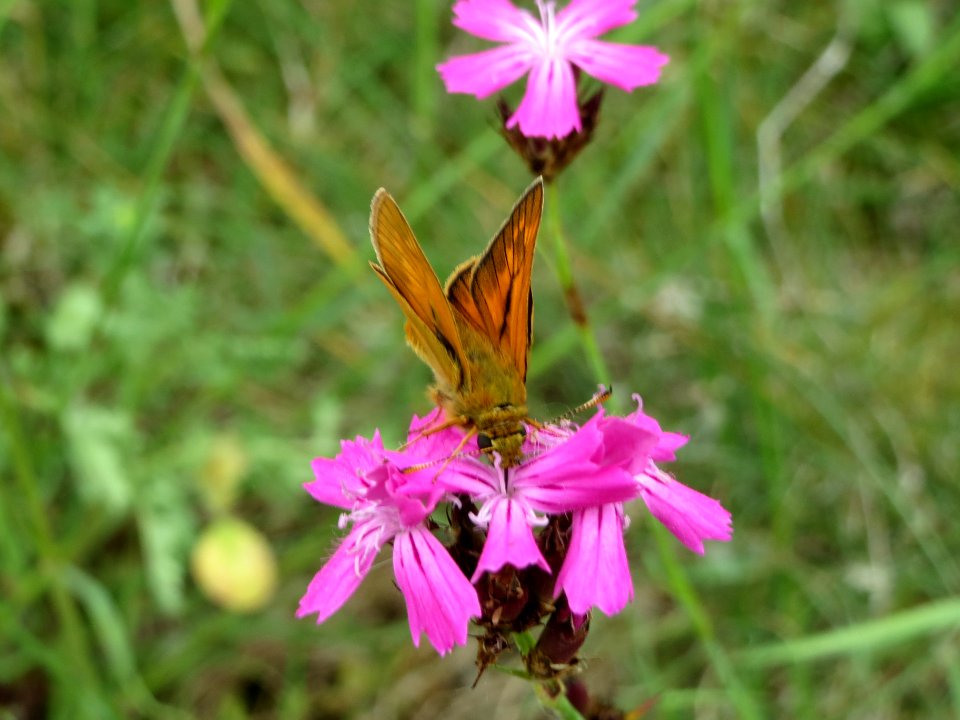 20140607Dianthus_carthusianorum5