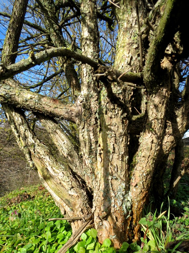 20140216Cornus_mas_Reilingen2