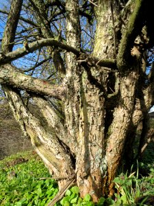20140216Cornus_mas_Reilingen2