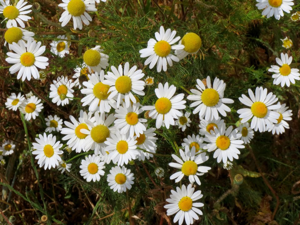 20140629Tripleurospermum_inodorum2