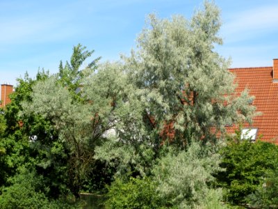 20140613Elaeagnus_angustifolia