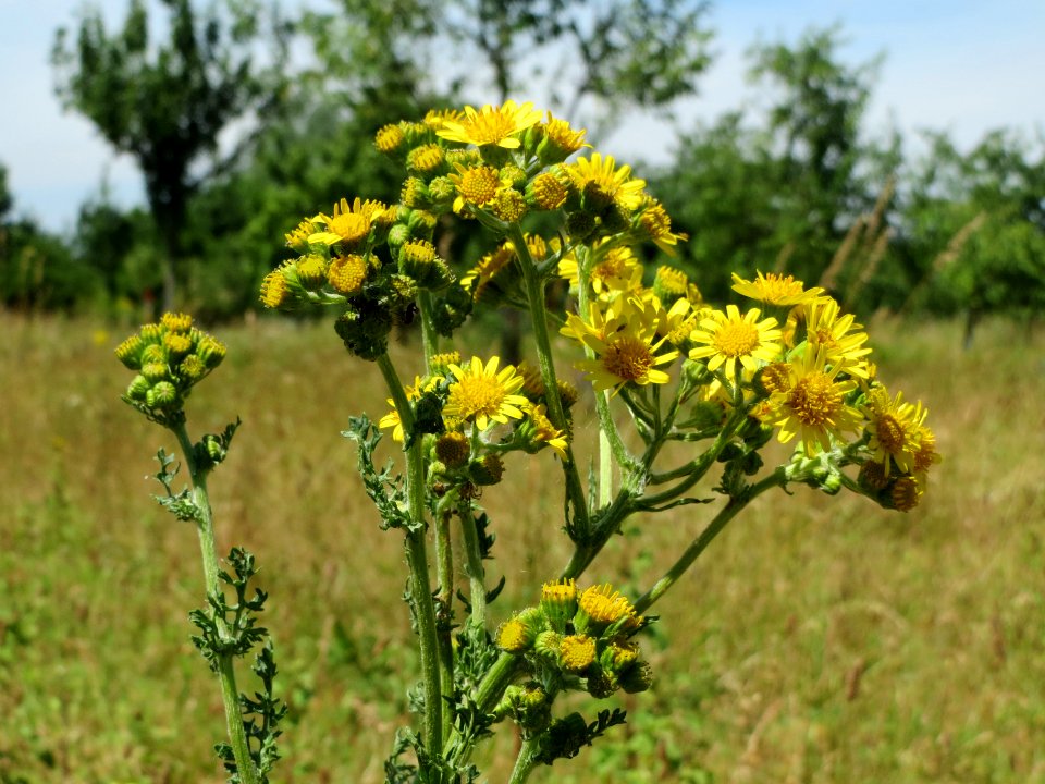 20140613Jacobaea_vulgaris3
