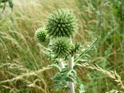 20140613Echinops_sphaerocephalus3