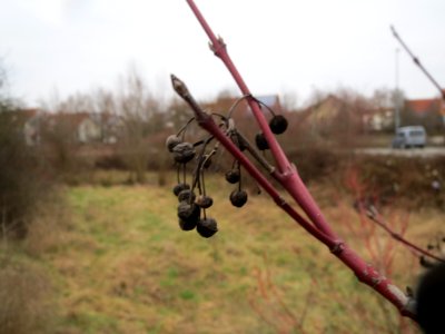 20140203Hartriegel