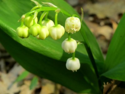 20140423Convallaria_majalis1