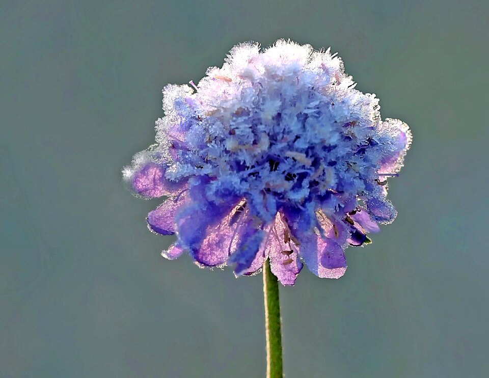 Skabiosa winter purple light