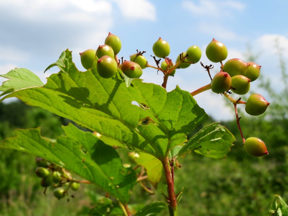 20140612Viburnum_opulus2