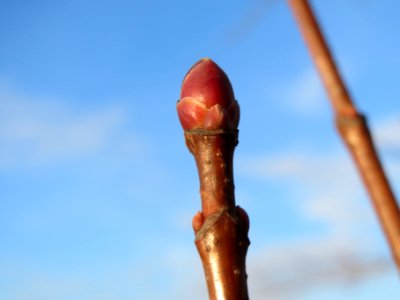 20140204Ahorn_Reilingen2