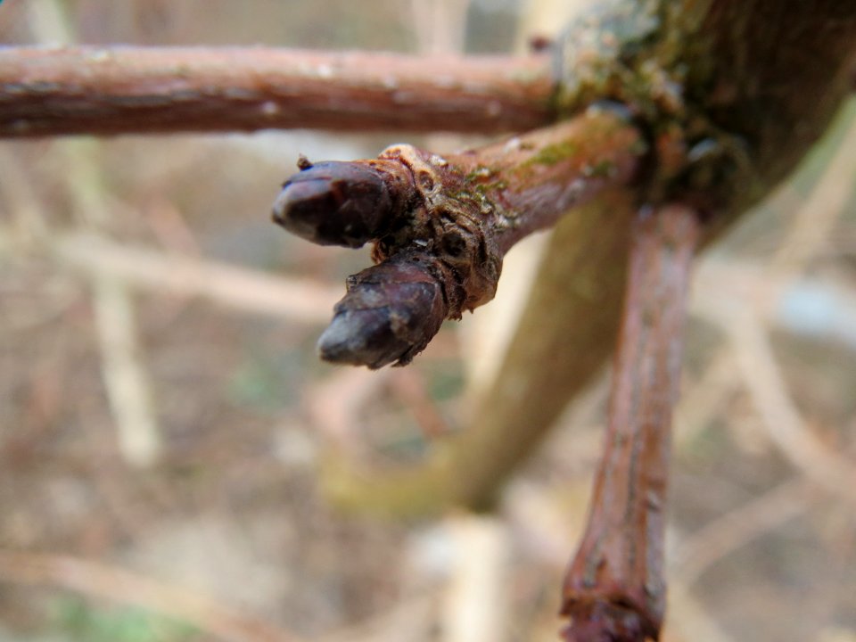 20140209Acer_campestre3