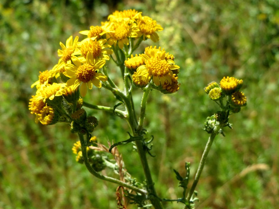 20140613Jacobaea_vulgaris2