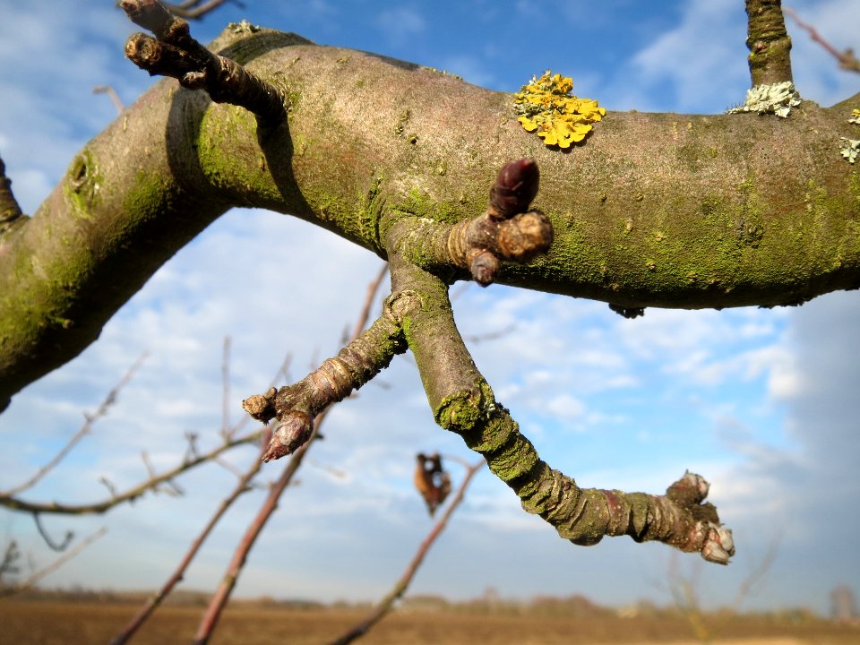 20140204Apfel_Neulussheim1