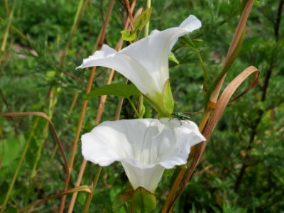 20140613Calystegia_sepium1