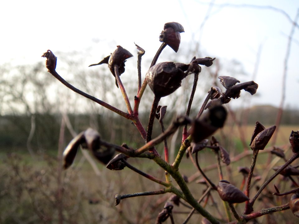 20140130Rosa_multiflora3