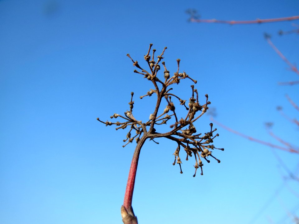 20140131Hartriegel2