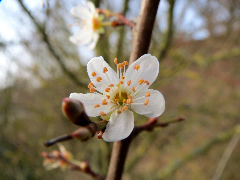 20140130Prunus_cerasifera3