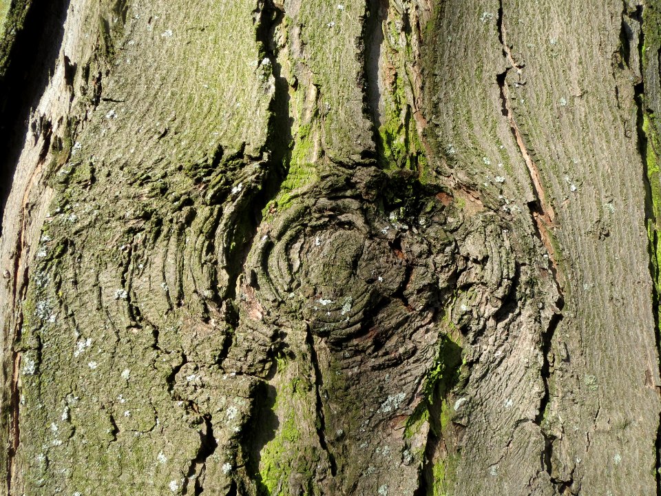 20140209Acer_saccharinum2