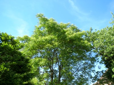 20140613Ailanthus_altissima1 photo