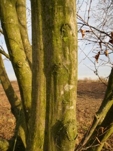 20140204Hainbuche_Neulussheim3