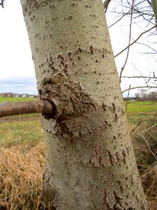 20140207Populus_tremula3