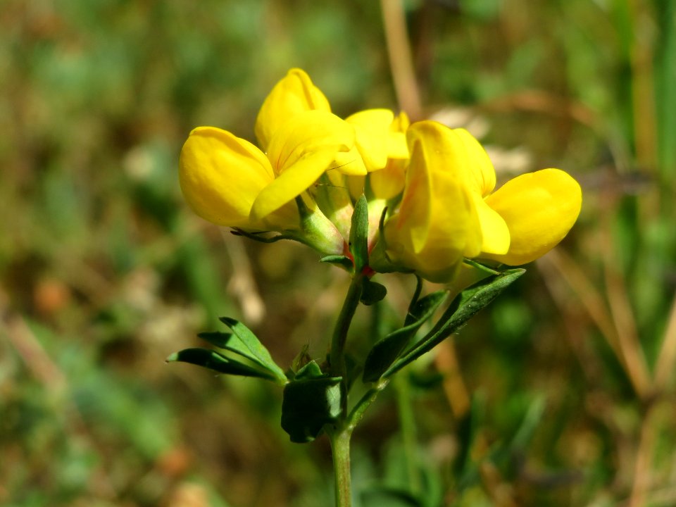20140613Lotus_corniculatus1