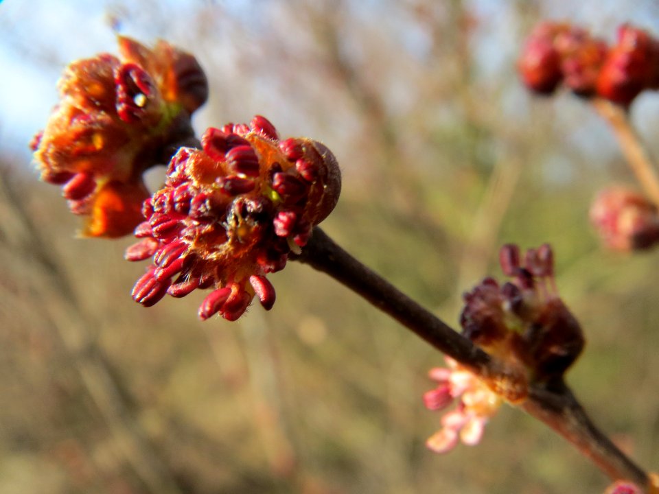 20140202Ulmus_minor06
