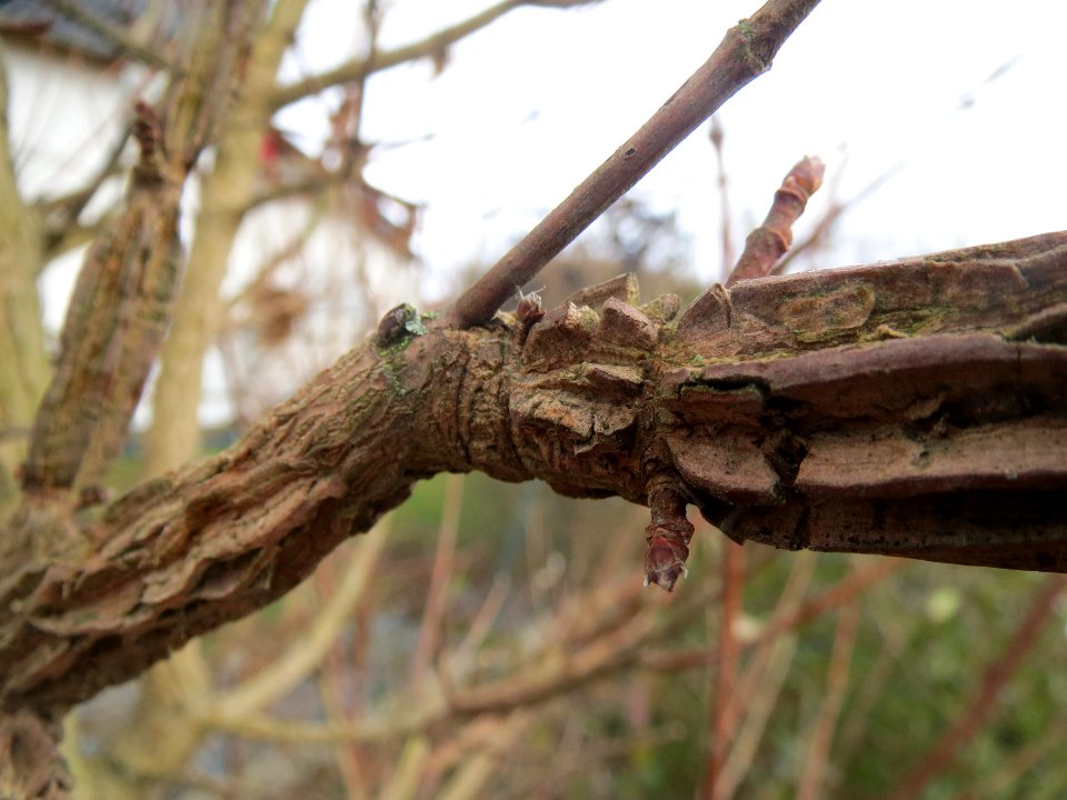 20140209Acer_campestre2
