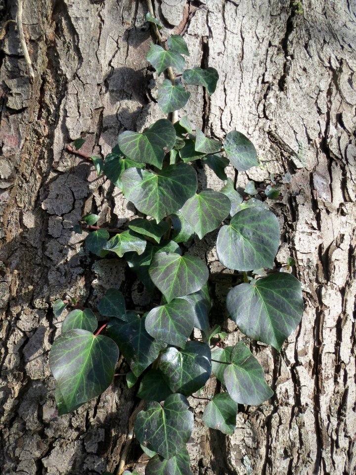 20140209Aesculus_hippocastanum3