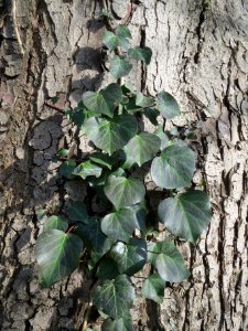 20140209Aesculus_hippocastanum3