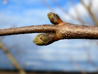 20140209Acer_pseudoplatanus4